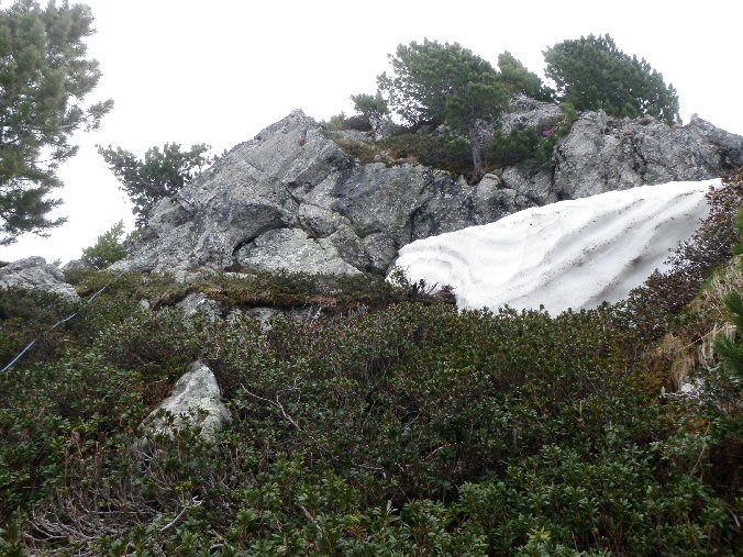 Rognier (14).jpg - Reste d'un gros nv